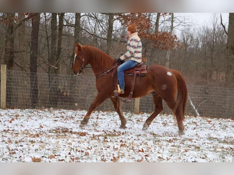 Arbeitspferd Wallach 14 Jahre 168 cm Dunkelfuchs in Howell, MI