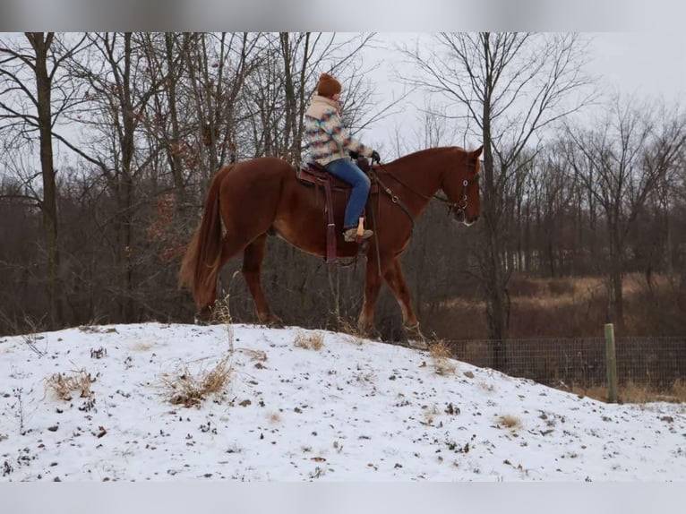 Arbeitspferd Wallach 14 Jahre 168 cm Dunkelfuchs in Howell, MI