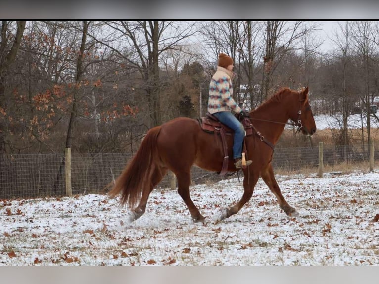 Arbeitspferd Wallach 14 Jahre 168 cm Dunkelfuchs in Howell, MI