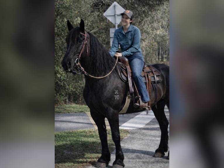 Arbeitspferd Wallach 14 Jahre 168 cm Rappe in Land O Lakes