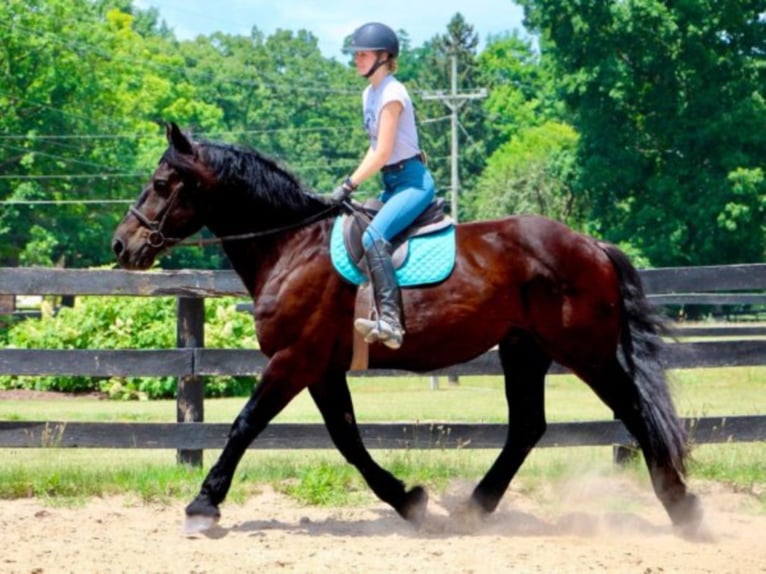 Arbeitspferd Wallach 14 Jahre 175 cm Rappe in Highland Mi