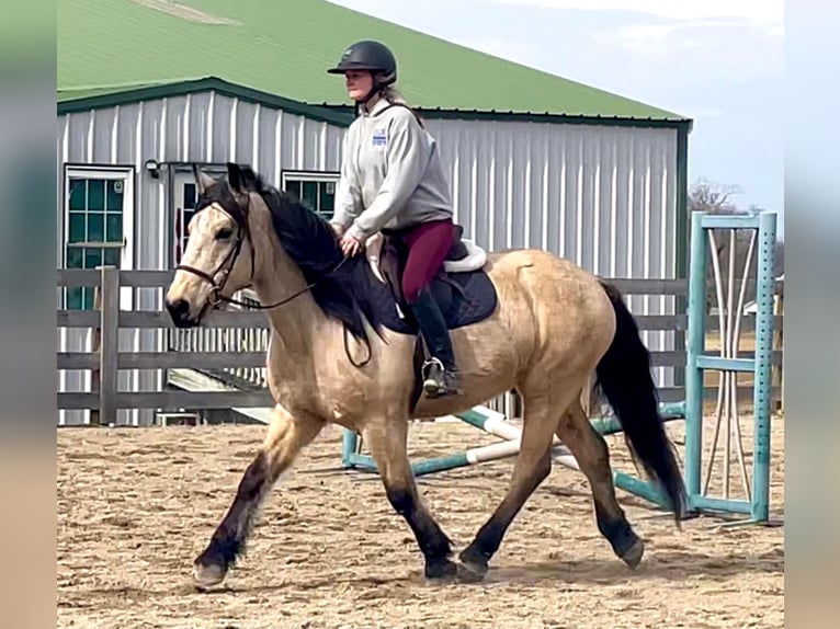 Arbeitspferd Wallach 14 Jahre Buckskin in Borden IN