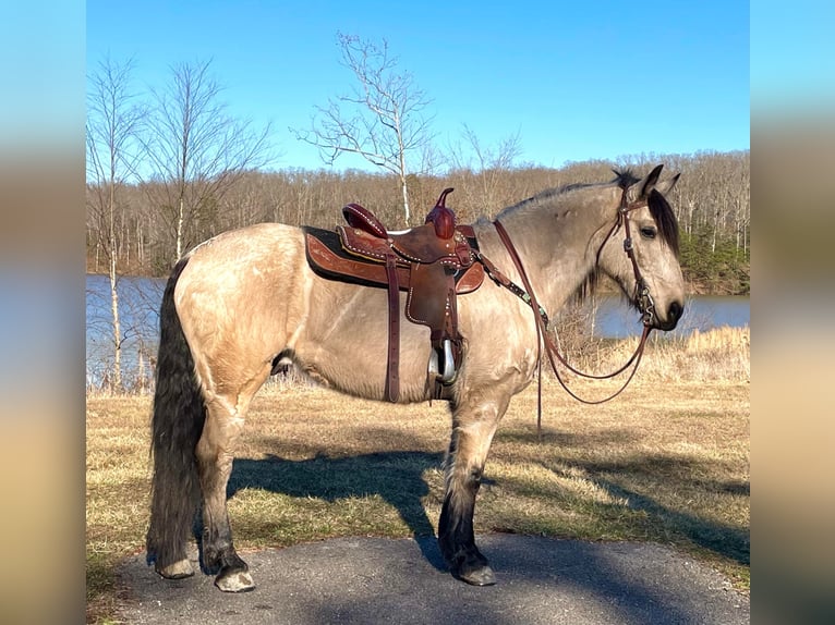 Arbeitspferd Wallach 14 Jahre Buckskin in Borden IN