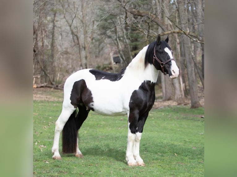 Arbeitspferd Wallach 15 Jahre 152 cm Tobiano-alle-Farben in Everett PA