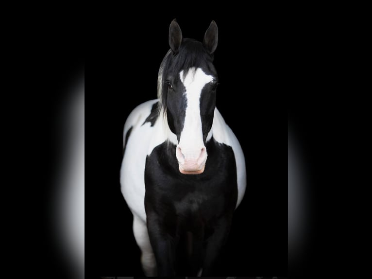 Arbeitspferd Wallach 15 Jahre 152 cm Tobiano-alle-Farben in Everett PA