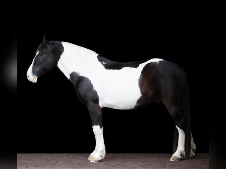 Arbeitspferd Wallach 15 Jahre 152 cm Tobiano-alle-Farben in Everett PA