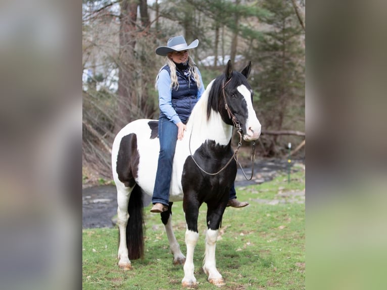 Arbeitspferd Wallach 15 Jahre 152 cm Tobiano-alle-Farben in Everett PA