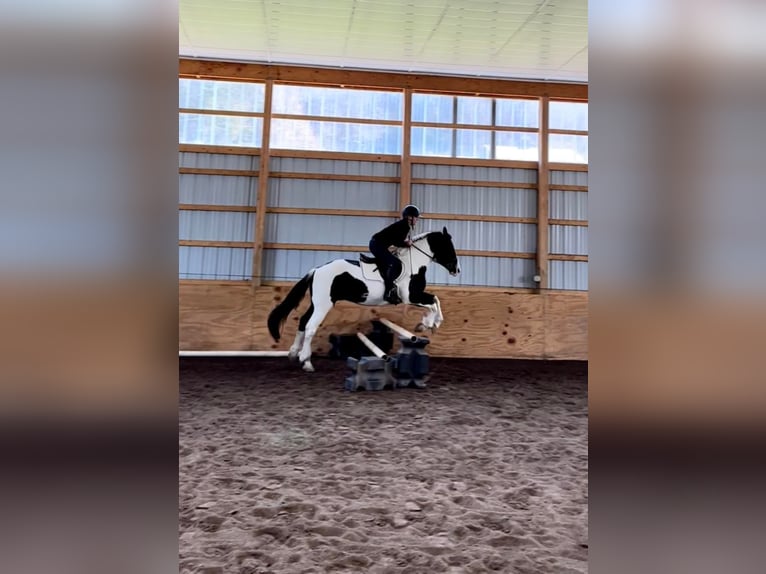 Arbeitspferd Wallach 15 Jahre 152 cm Tobiano-alle-Farben in Everett PA