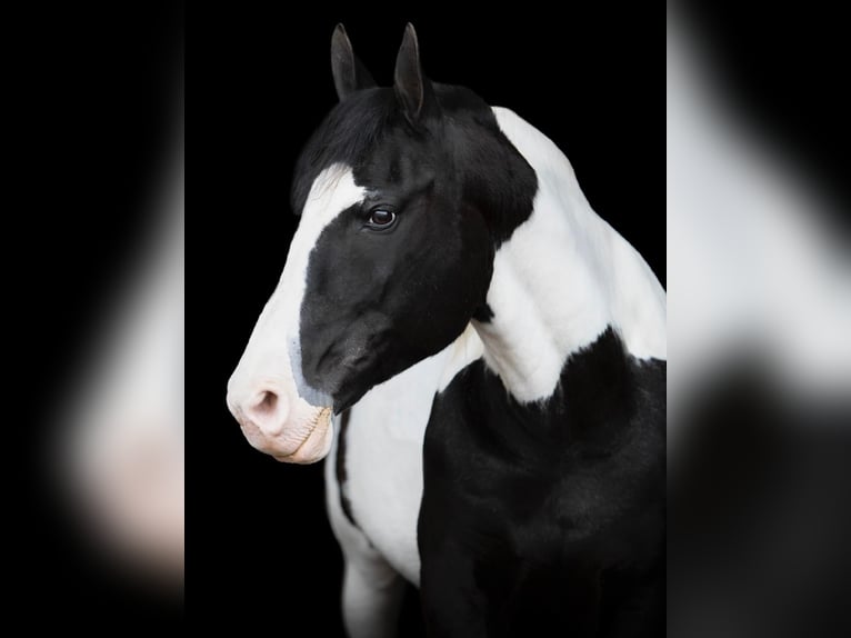 Arbeitspferd Wallach 15 Jahre 152 cm Tobiano-alle-Farben in Everett PA