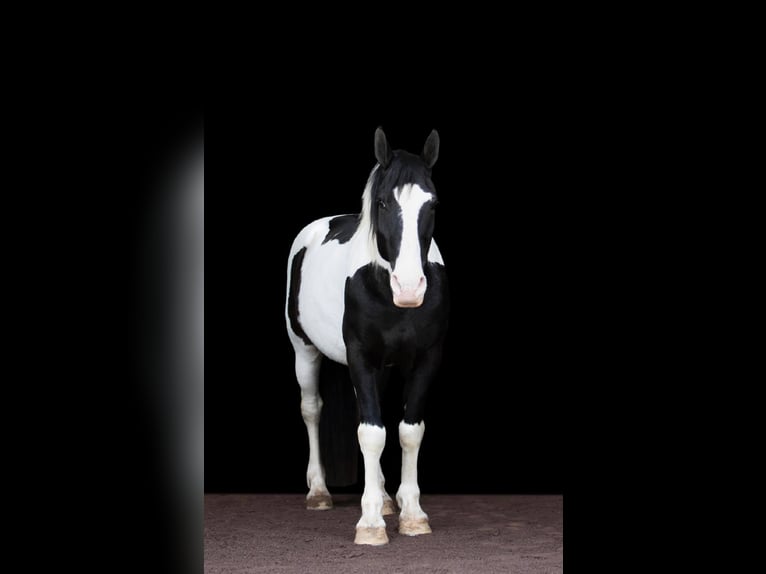 Arbeitspferd Wallach 15 Jahre 152 cm Tobiano-alle-Farben in Everett PA