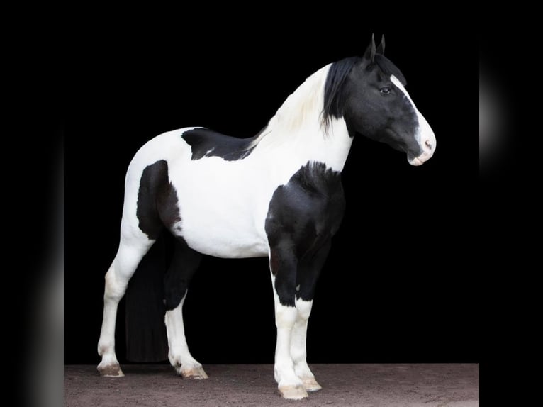 Arbeitspferd Wallach 15 Jahre 152 cm Tobiano-alle-Farben in Everett PA