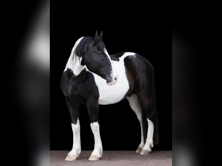 Arbeitspferd Wallach 15 Jahre 152 cm Tobiano-alle-Farben in Everett PA