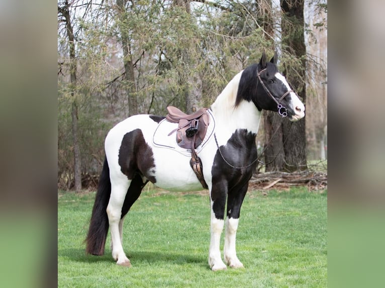 Arbeitspferd Wallach 15 Jahre 152 cm Tobiano-alle-Farben in Everett PA