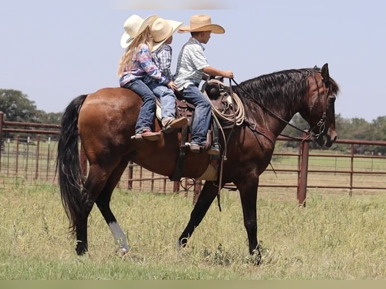 Arbeitspferd Mix Wallach 15 Jahre 160 cm Rotbrauner in Stephenville, TX