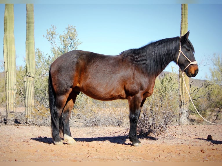 Arbeitspferd Mix Wallach 15 Jahre 163 cm Roan-Bay in Marana, AZ