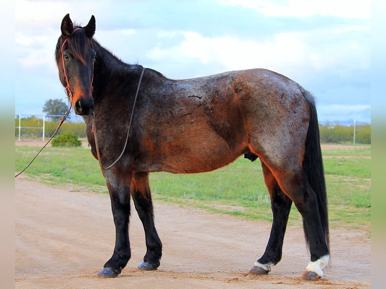 Arbeitspferd Mix Wallach 15 Jahre 163 cm Roan-Bay in Marana, AZ