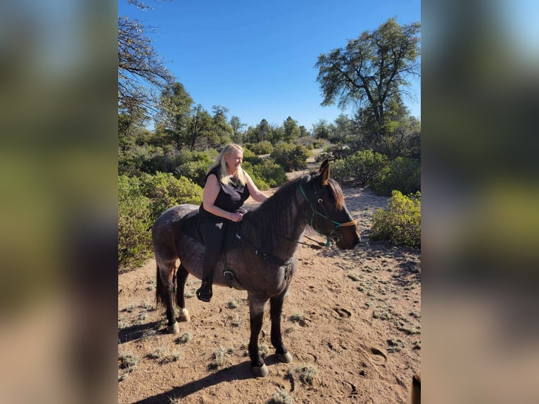 Arbeitspferd Mix Wallach 15 Jahre 163 cm Roan-Bay in Marana, AZ