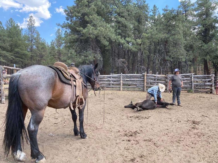 Arbeitspferd Mix Wallach 15 Jahre 163 cm Roan-Bay in Marana, AZ