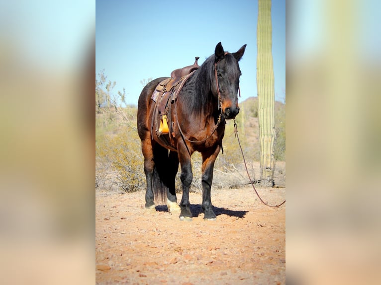 Arbeitspferd Mix Wallach 15 Jahre 163 cm Roan-Bay in Marana, AZ