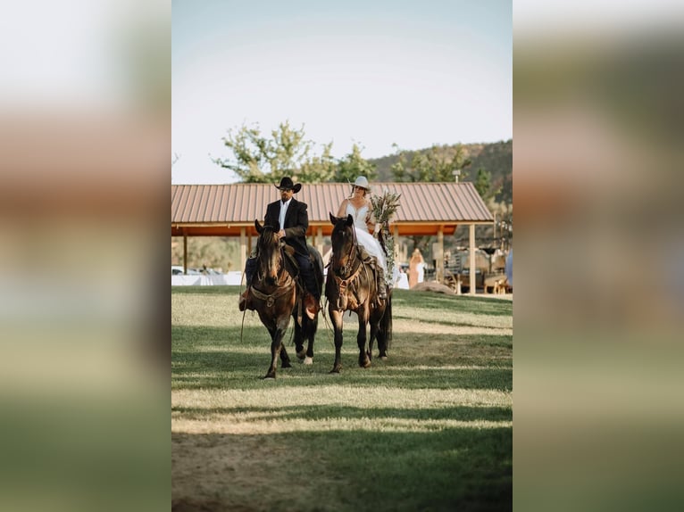 Arbeitspferd Mix Wallach 15 Jahre 163 cm Roan-Bay in Marana, AZ