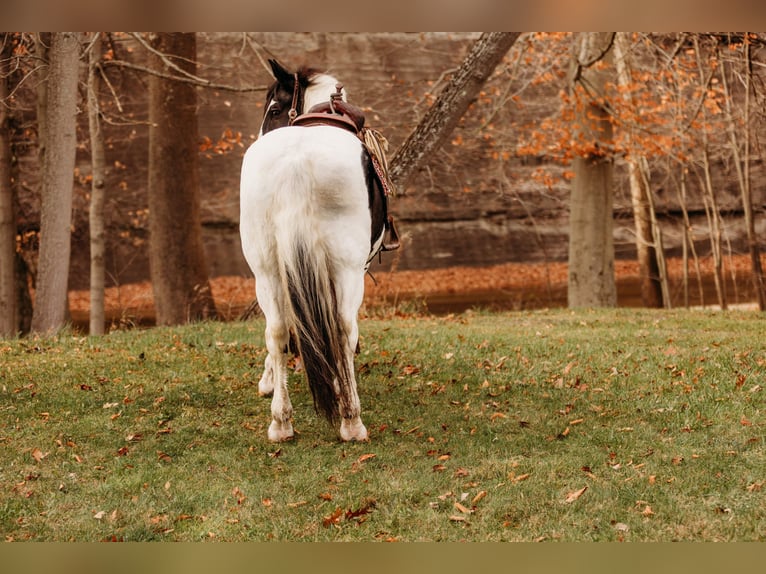 Arbeitspferd Mix Wallach 15 Jahre 163 cm in Andover, OH