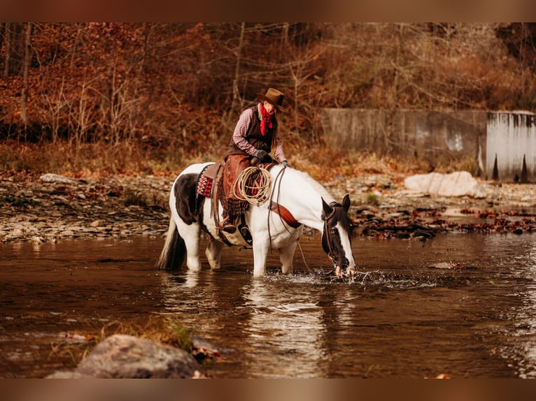 Arbeitspferd Mix Wallach 15 Jahre 163 cm in Andover, OH