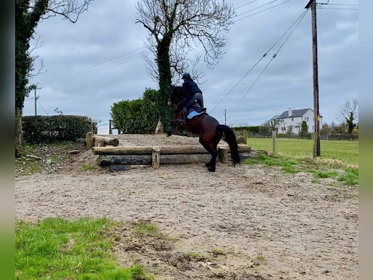 Arbeitspferd Wallach 15 Jahre 165 cm Brauner in Sligo