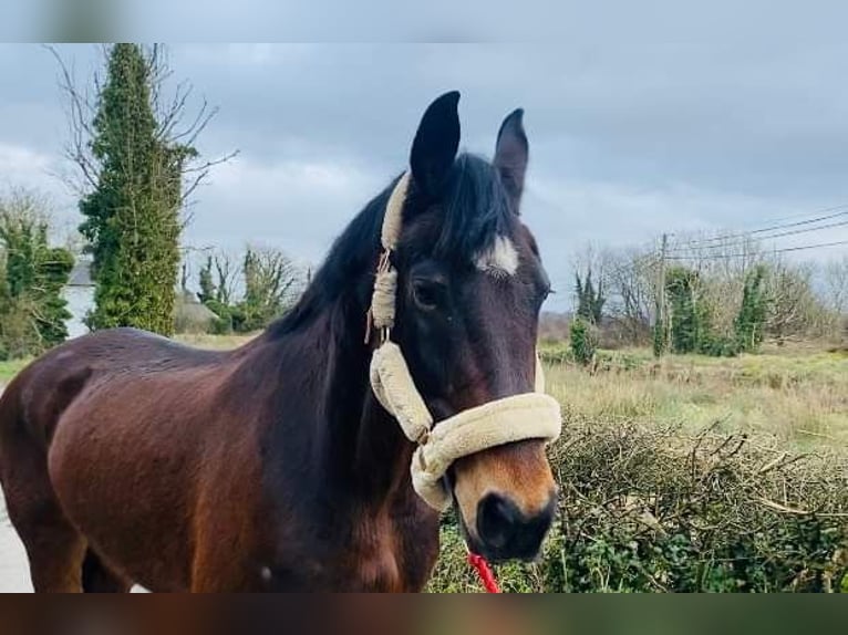 Arbeitspferd Wallach 15 Jahre 165 cm Brauner in Sligo