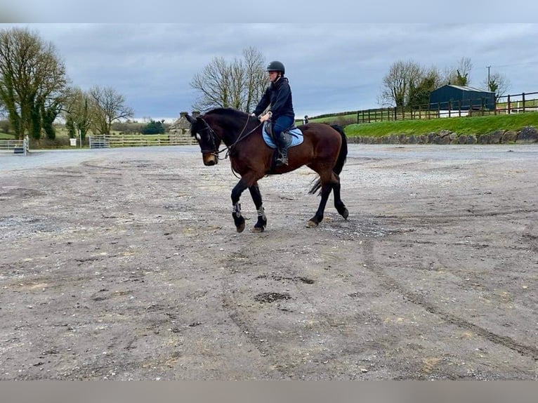 Arbeitspferd Wallach 15 Jahre 165 cm Brauner in Sligo
