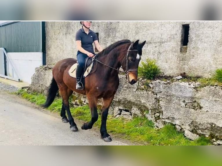 Arbeitspferd Wallach 15 Jahre 165 cm Brauner in Sligo