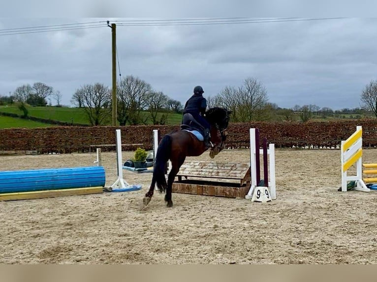 Arbeitspferd Wallach 15 Jahre 165 cm Brauner in Sligo