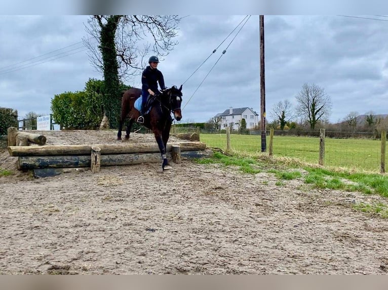 Arbeitspferd Wallach 15 Jahre 165 cm Brauner in Sligo