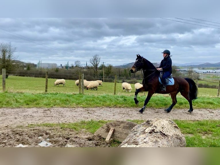 Arbeitspferd Wallach 15 Jahre 165 cm Brauner in Sligo