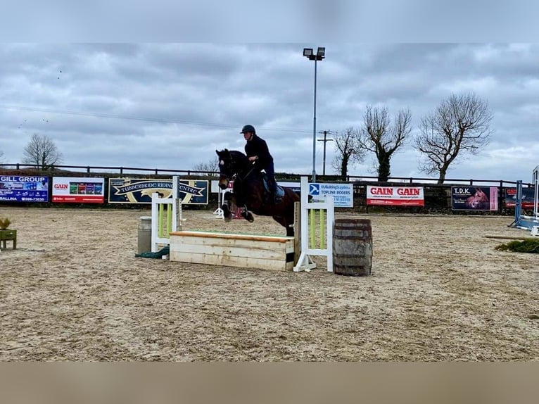 Arbeitspferd Wallach 15 Jahre 165 cm Brauner in Sligo
