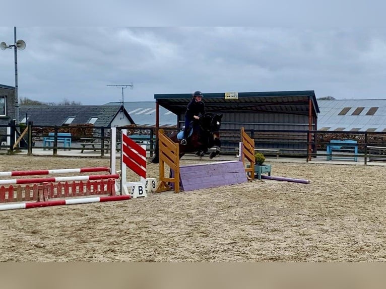 Arbeitspferd Wallach 15 Jahre 165 cm Brauner in Sligo
