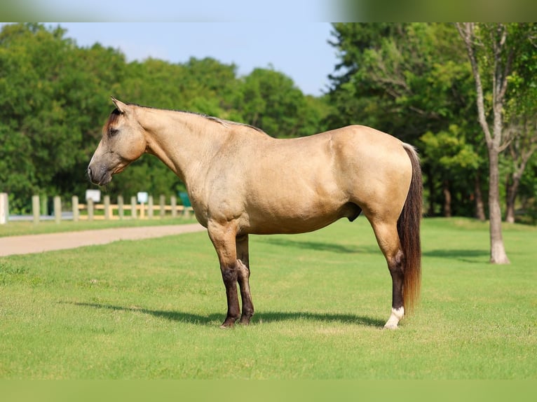 Arbeitspferd Mix Wallach 15 Jahre Buckskin in Terrell