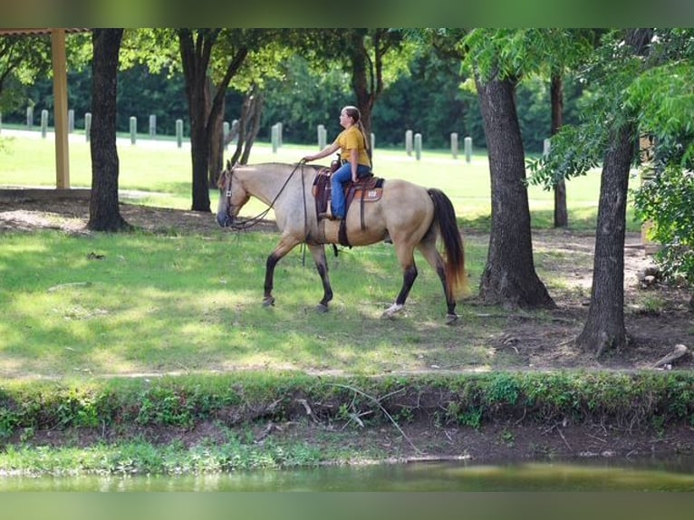 Arbeitspferd Mix Wallach 15 Jahre Buckskin in Terrell