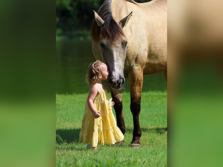 Arbeitspferd Mix Wallach 15 Jahre Buckskin in Terrell
