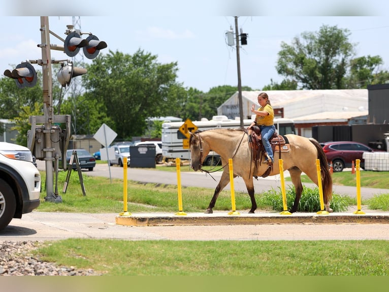 Arbeitspferd Mix Wallach 15 Jahre Buckskin in Terrell