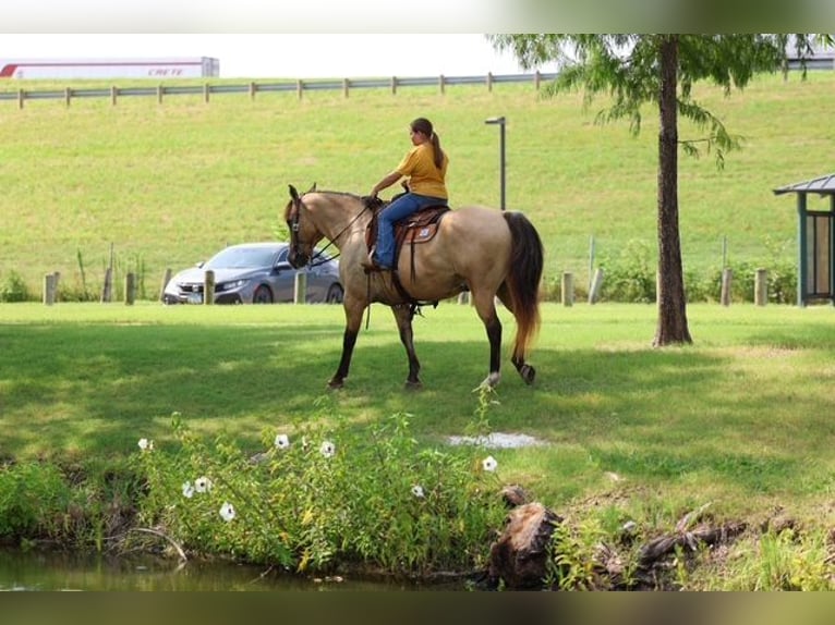Arbeitspferd Mix Wallach 15 Jahre Buckskin in Terrell
