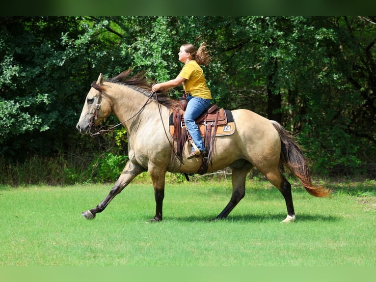 Arbeitspferd Mix Wallach 15 Jahre Buckskin in Terrell