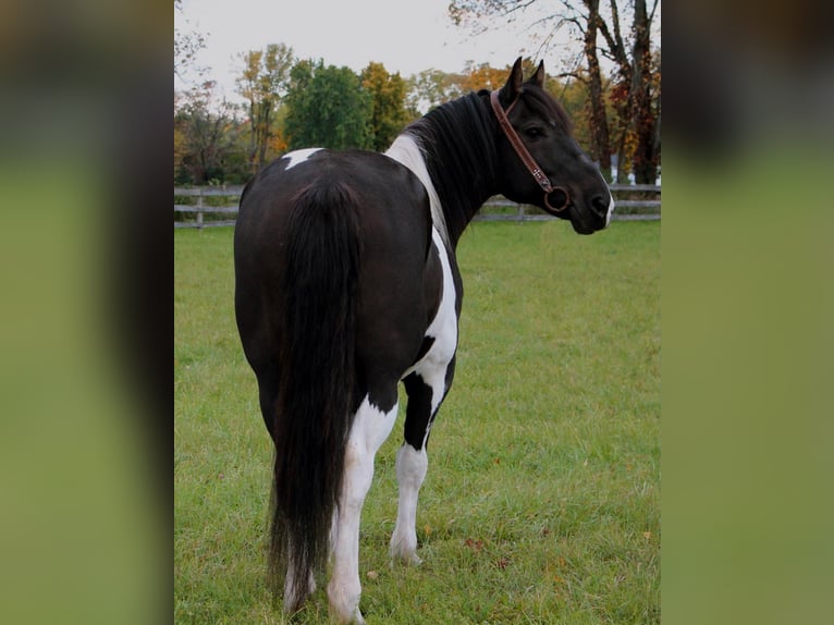 Arbeitspferd Wallach 15 Jahre Rappe in Highland, MI