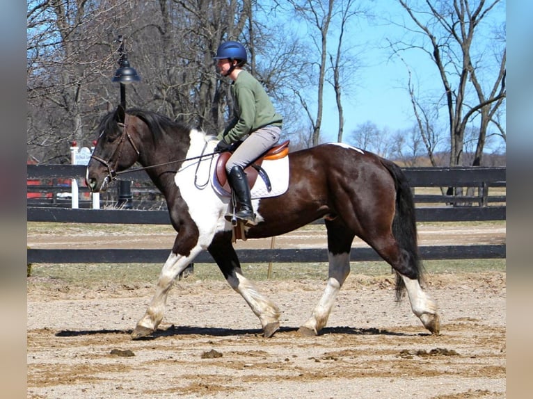 Arbeitspferd Wallach 15 Jahre Tobiano-alle-Farben in Highland, MI