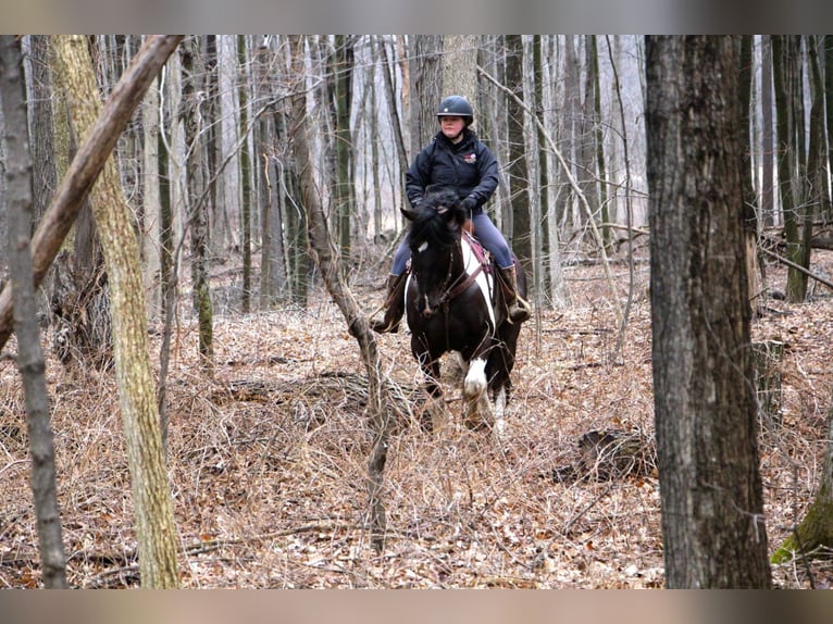 Arbeitspferd Wallach 15 Jahre Tobiano-alle-Farben in Highland, MI