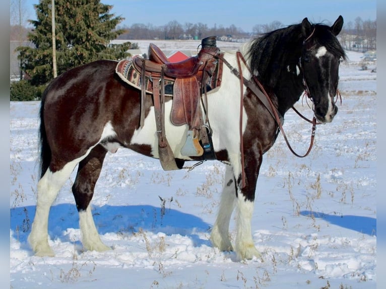 Arbeitspferd Wallach 15 Jahre Tobiano-alle-Farben in Highland, MI