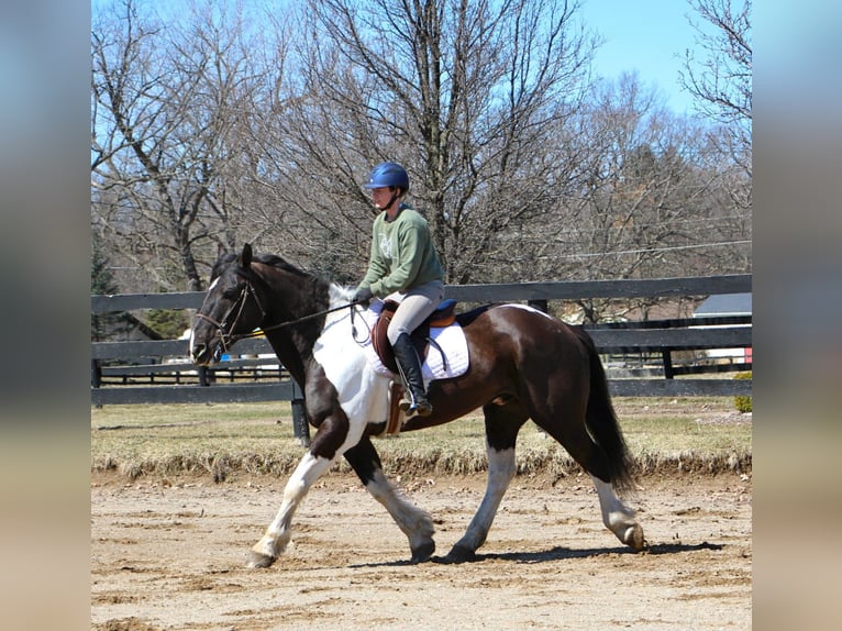 Arbeitspferd Wallach 15 Jahre Tobiano-alle-Farben in Highland, MI