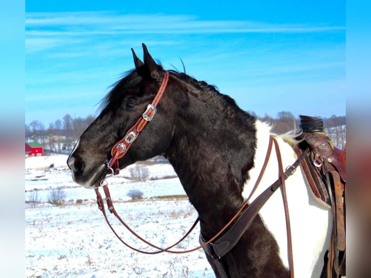 Arbeitspferd Wallach 15 Jahre Tobiano-alle-Farben in Highland, MI