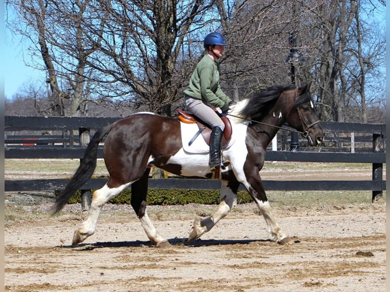 Arbeitspferd Wallach 15 Jahre Tobiano-alle-Farben in Highland, MI