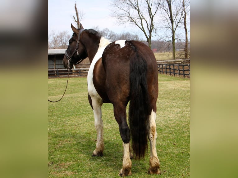 Arbeitspferd Wallach 15 Jahre Tobiano-alle-Farben in Highland, MI