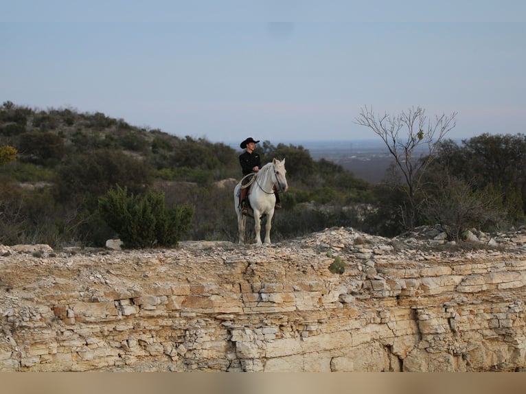 Arbeitspferd Wallach 18 Jahre 150 cm Schimmel in Stephenville TX